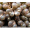 C.pell.pardi - Seed